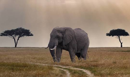 Elephant between two trees in African Savannah