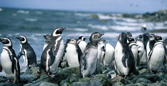 chile penguins