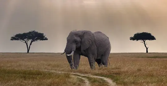 Elephant between two trees in African Savannah