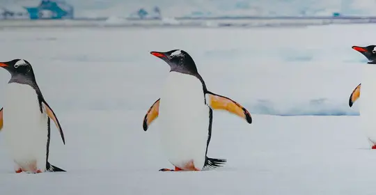 Three penguins in the snow, Antarctica