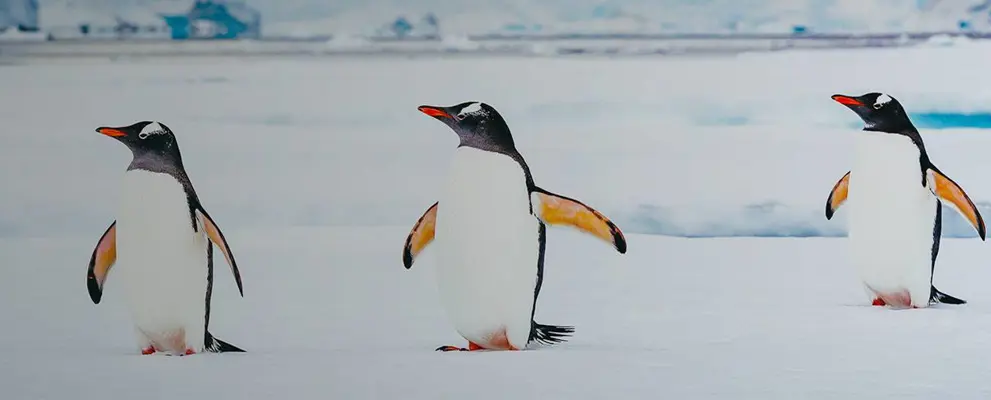 Antarctica Banner