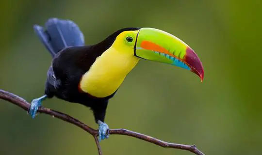 Colourful bird sitting on thin branch, Costa Rica