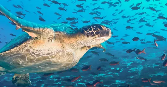 Sea turtle, Galapagos Islands, Ecuador