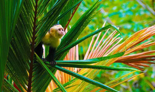 costa rica wildlife touring holiday