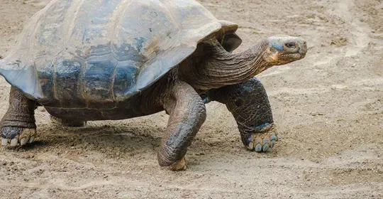 Giant Tortoise, Galapagos Islands, Ecuador