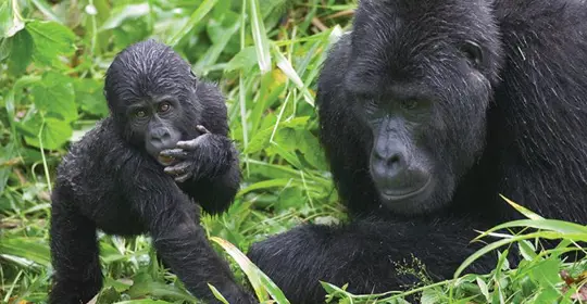 Gorillas, Uganda