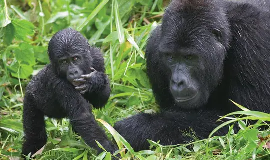 Gorillas, Uganda