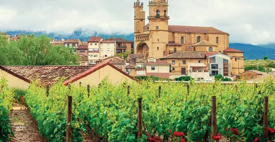 Vineyards in La Rioja, Spain