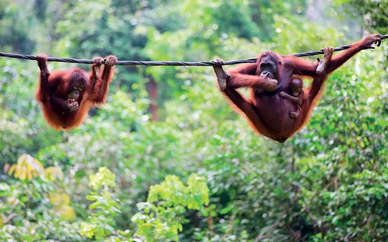 Wild Borneo Slbor
