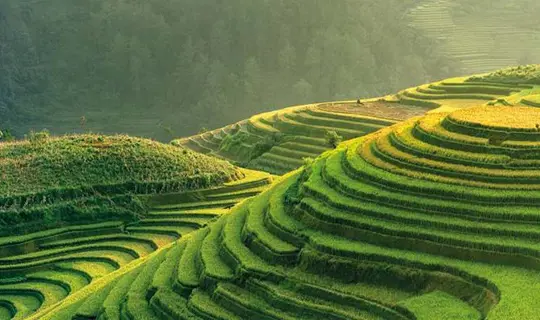 Vietnamese Rice Terraces