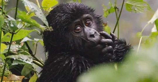 Uganda Gorilla