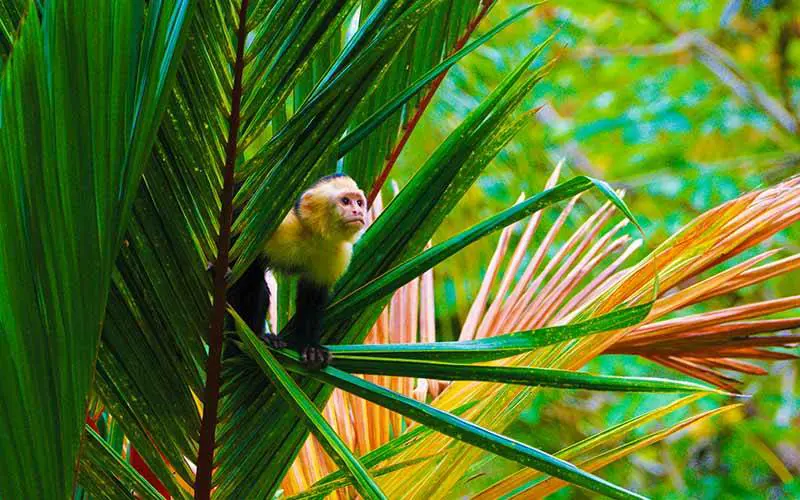 Capuchin Monkey Costa Rica 800X500