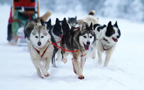 Norway Huskies