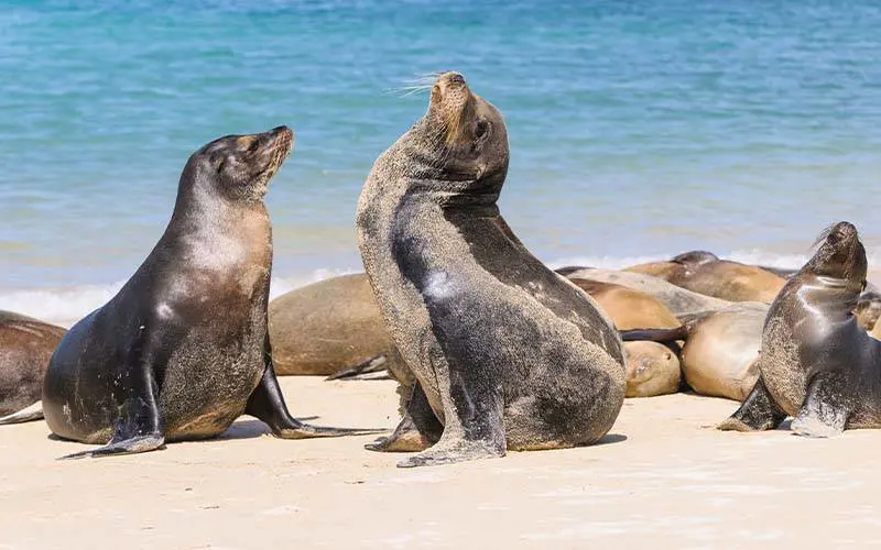 Galapagos Sealion