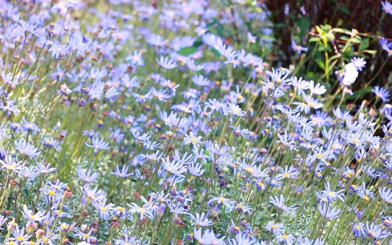 spma_flowers_May_2025_risto_markovic.jpg