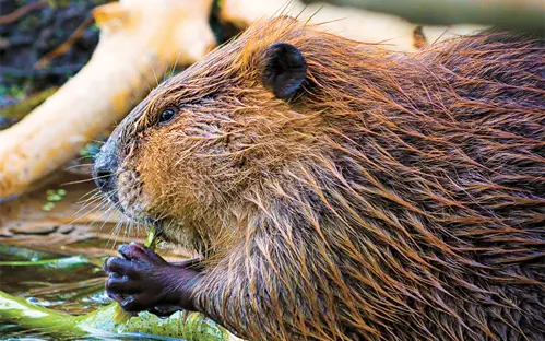 Canada Beaver