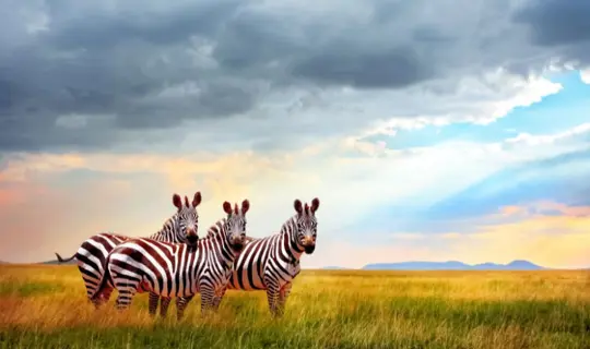 Zebra in South Africa