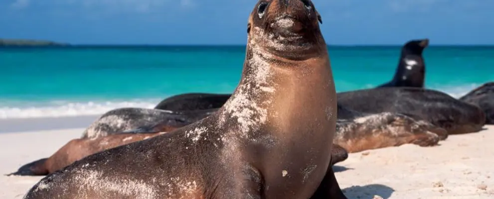 SLGAL_sealion_800x500.jpg