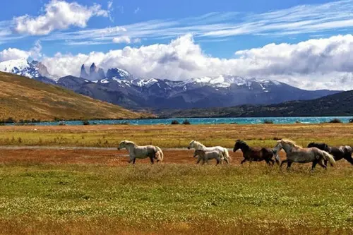 Horse riding in the fields in Chile