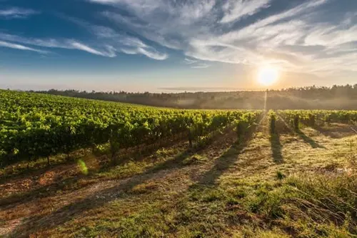 Sunny Italian vineyard