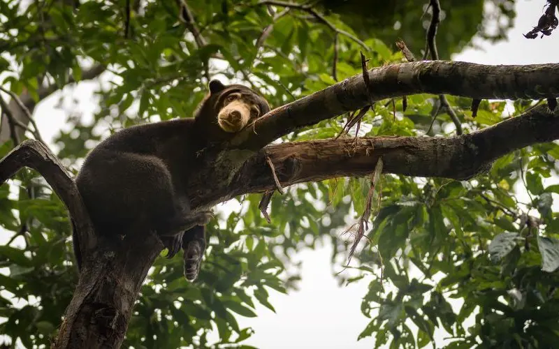 slbor_sunbear_800x500.jpg